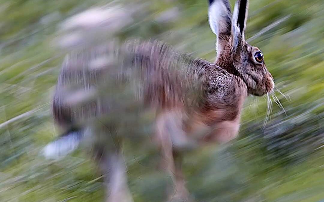 Digwyddiad 15 – MARGINALIA, RAISING THE HARE | Tymor ffilm yr ŵyl II
